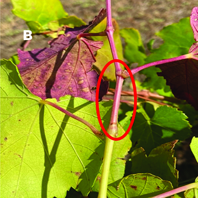 Fig. 03B: Photograph of grape leaf petiole with leafhopper feeding damage.